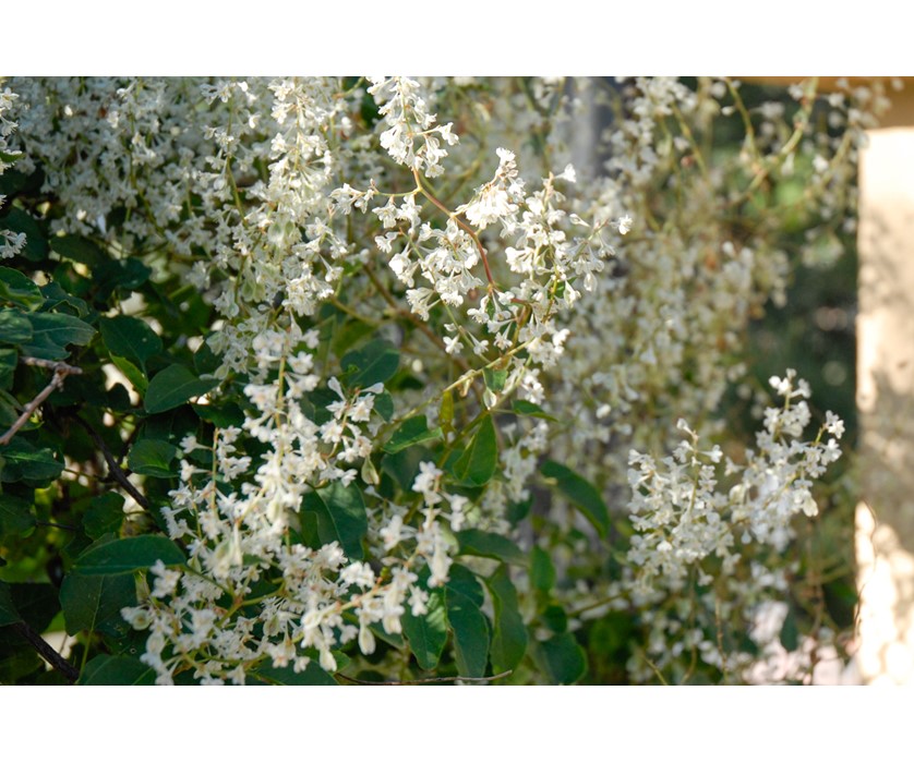 Silver Lace Vine